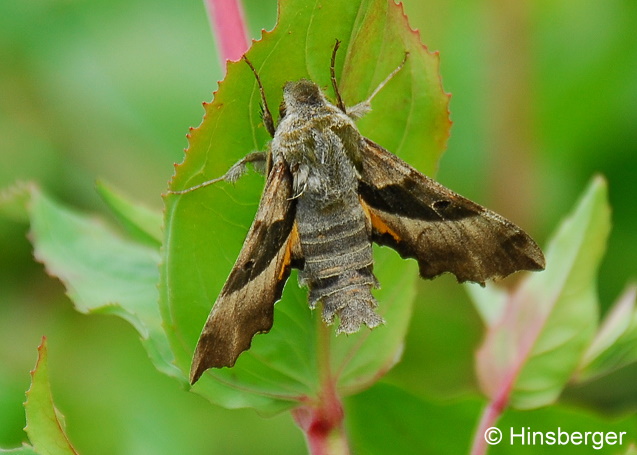 Proserpinus proserpina (PALLAS, 1772)