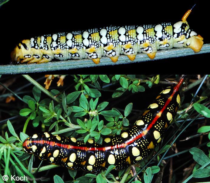 Hyles euphorbiae (LINNAEUS, 1758)