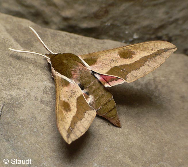 Hyles euphorbiae (LINNAEUS, 1758)
