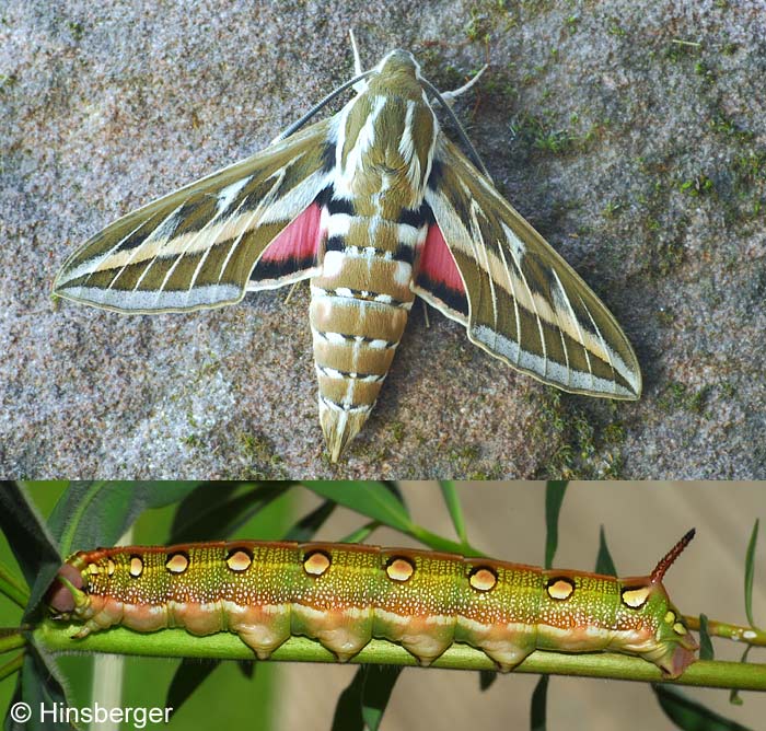 Hyles livornica (ESPER, 1779)