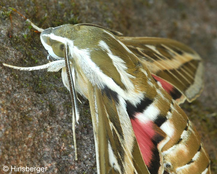 Hyles livornica (ESPER, 1779)