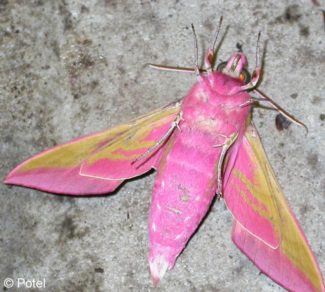 Deilephila elpenor (LINNAEUS, 1758)