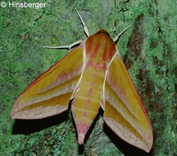 Deilephila elpenor (LINNAEUS, 1758)