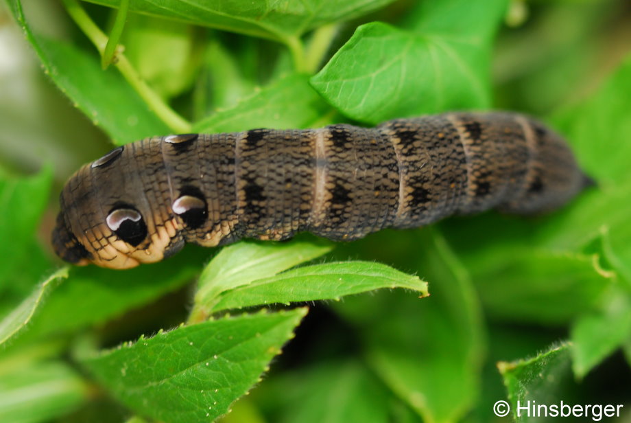 Deilephila elpenor (LINNAEUS, 1758)