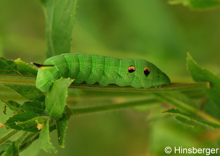 Deilephila elpenor (LINNAEUS, 1758)