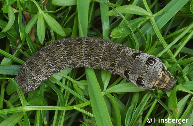 Deilephila porcellus (LINNAEUS, 1758)