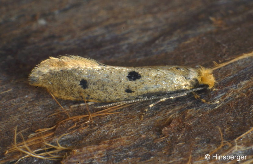 Tinea trinotella THUNBERG, 1794