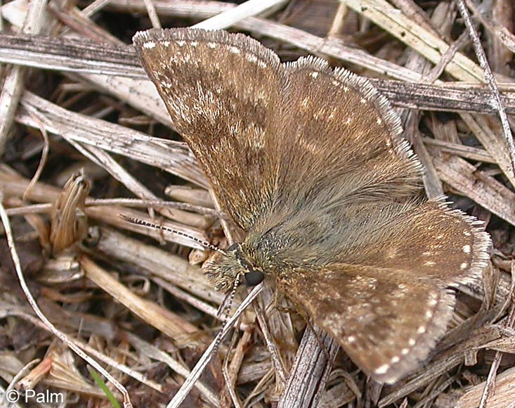 Erynnis tages (LINNAEUS, 1758)