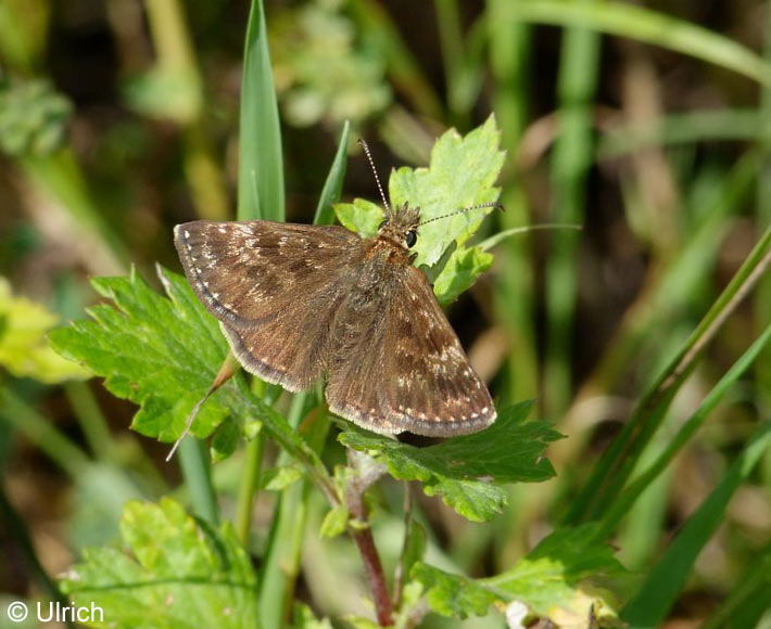 Erynnis tages (LINNAEUS, 1758)