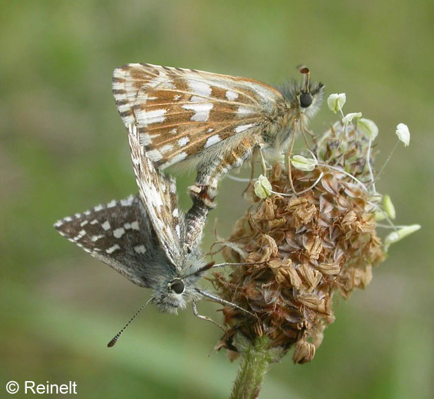 Pyrgus malvae (LINNAEUS, 1758)