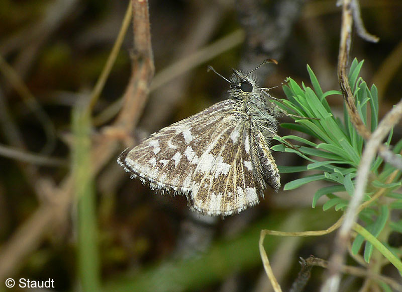 Pyrgus malvae (LINNAEUS, 1758)