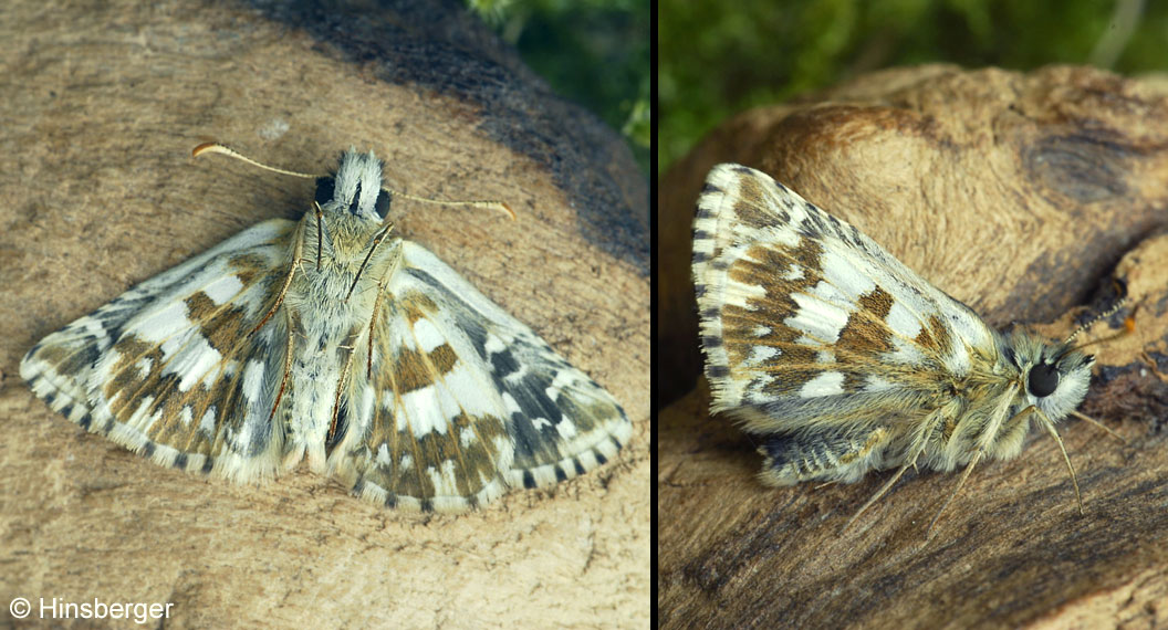 Pyrgus accretus VERITY, 1925