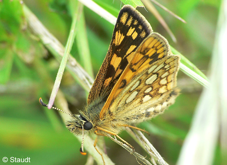 Carterocephalus palaemon (PALLAS, 1771)