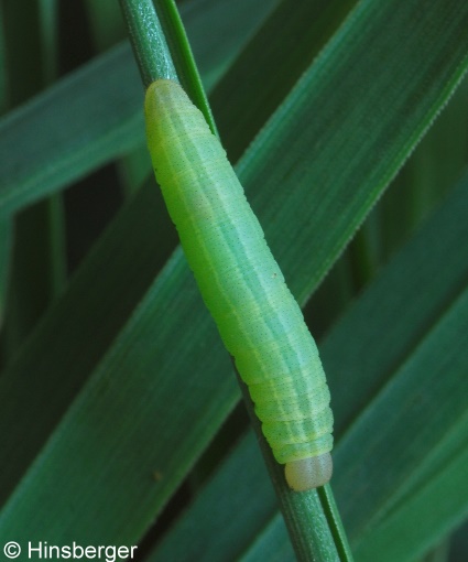 Thymelicus sylvestris (PODA, 1761)