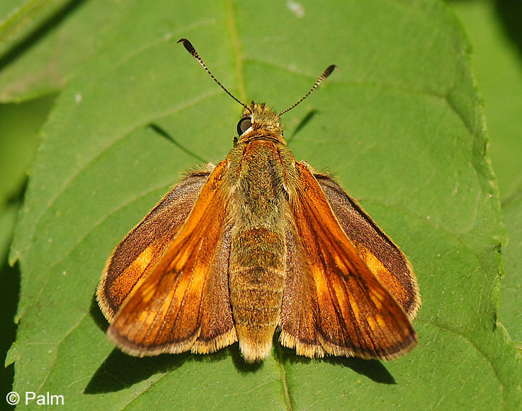Ochlodes sylvanus (ESPER, 1777)