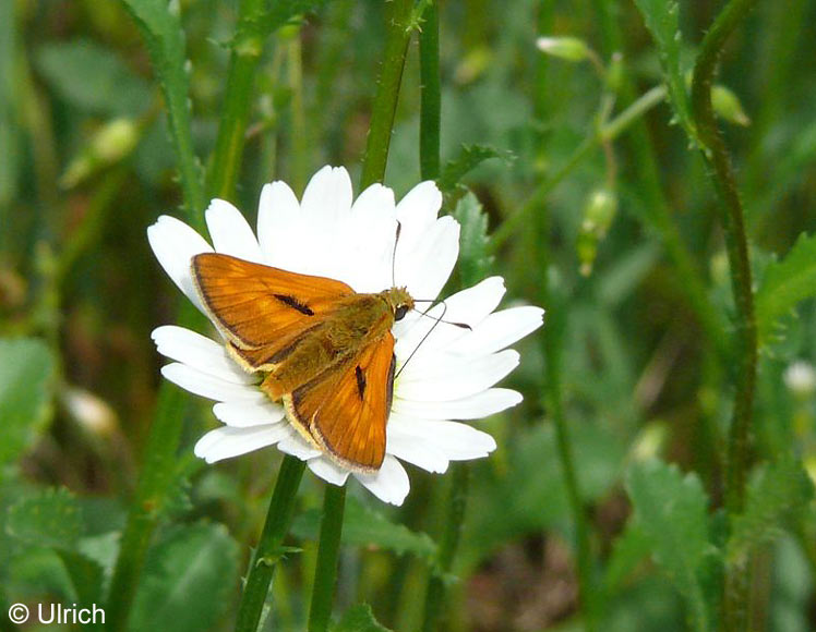 Ochlodes sylvanus (ESPER, 1777)