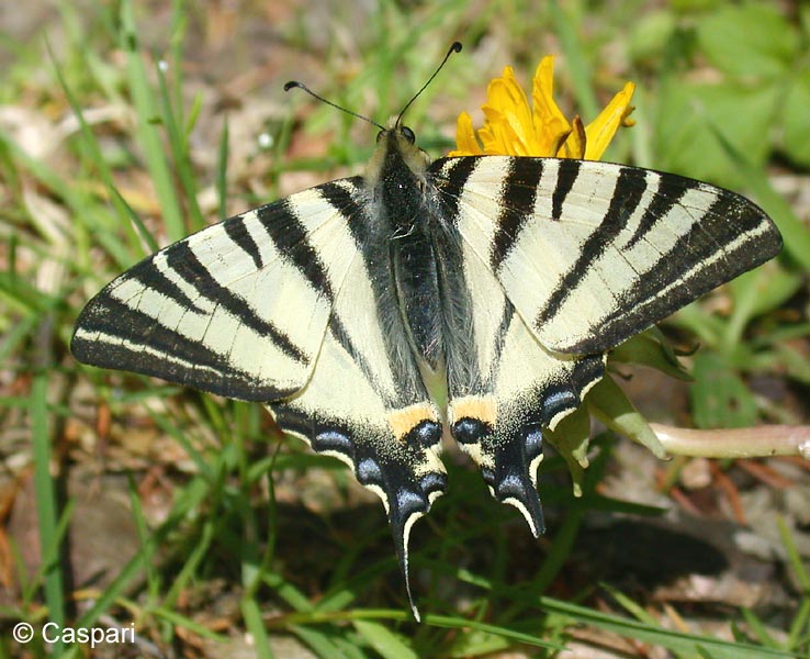 Iphiclides podalirius (LINNAEUS, 1758)