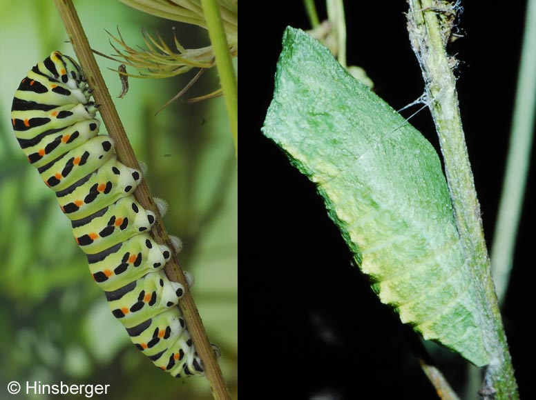 Papilio machaon LINNAEUS, 1758