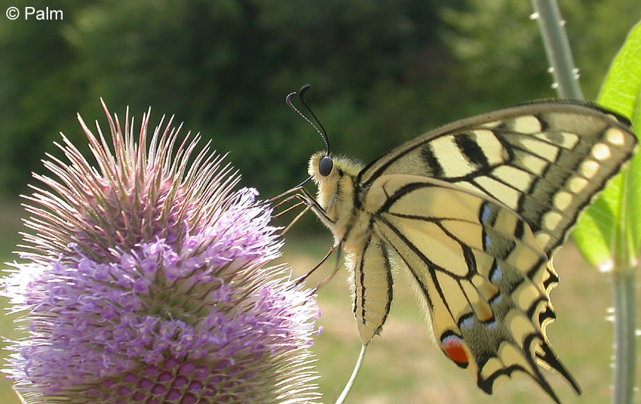 Papilio machaon LINNAEUS, 1758