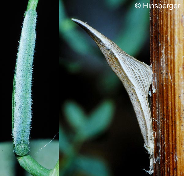 Anthocharis cardamines (LINNAEUS, 1758)
