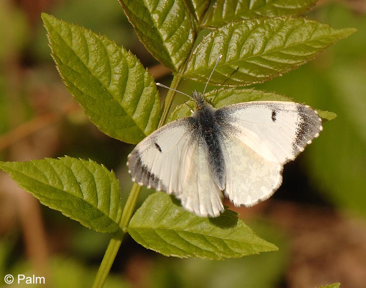 Anthocharis cardamines (LINNAEUS, 1758)