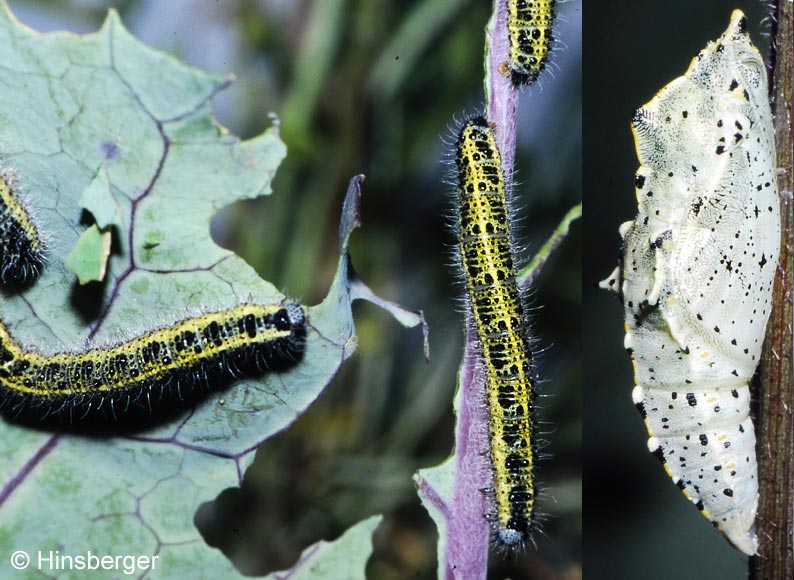 Pieris brassicae (LINNAEUS, 1758)