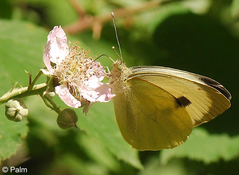 Pieris brassicae (LINNAEUS, 1758)