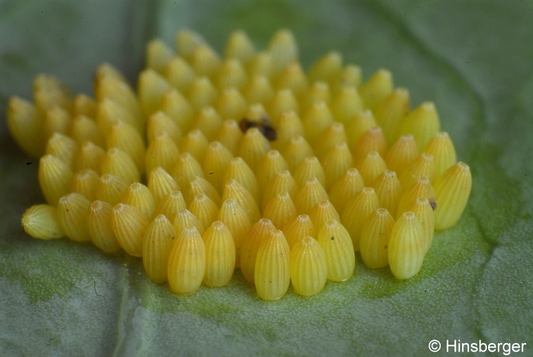 Pieris brassicae (LINNAEUS, 1758)