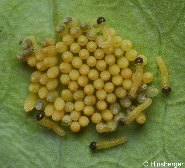 Pieris brassicae (LINNAEUS, 1758)