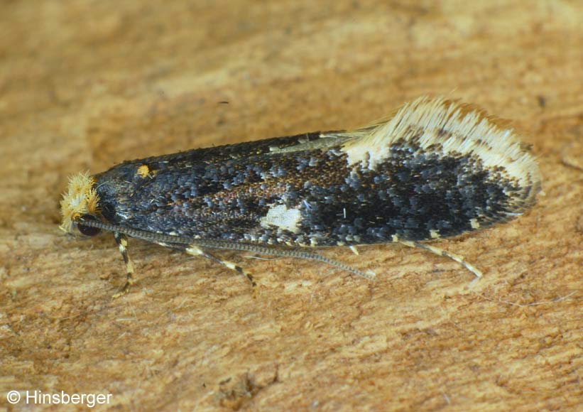 Monopis weaverella (SCOTT, 1858)