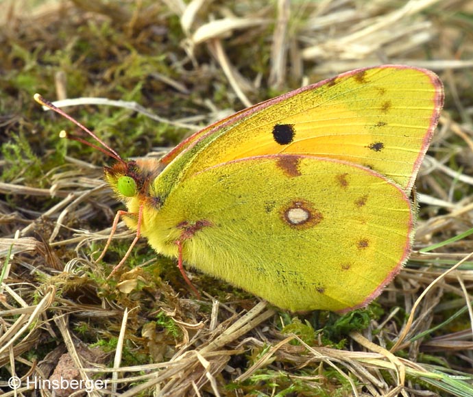 Colias croceus (FOURCROY, 1785)