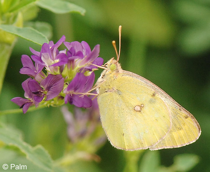 Colias hyale (LINNAEUS, 1758)