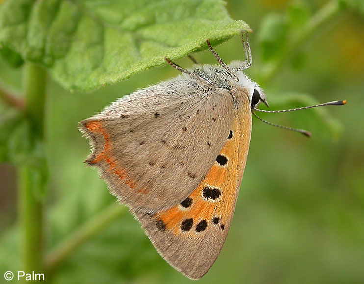 Lycaena phlaeas (LINNAEUS, 1761)