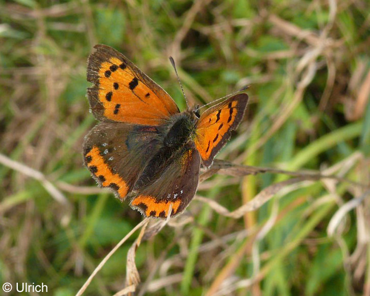 Lycaena phlaeas (LINNAEUS, 1761)