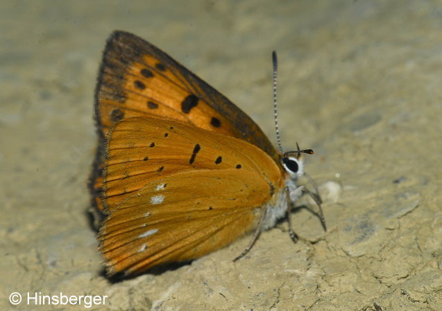 Lycaena virgaureae (LINNAEUS, 1758)