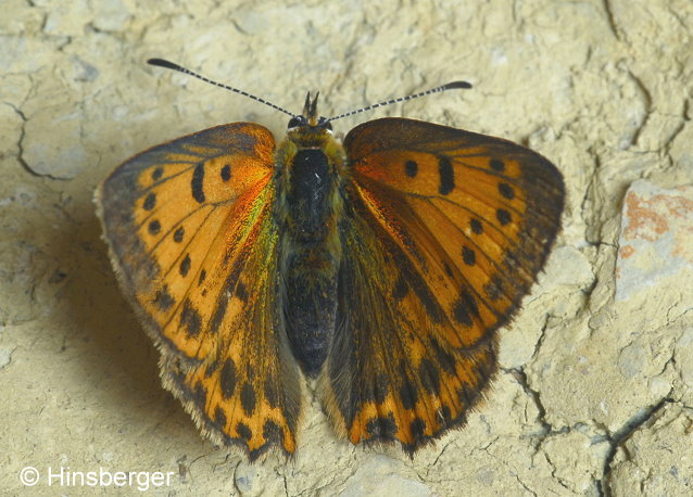 Lycaena virgaureae (LINNAEUS, 1758)