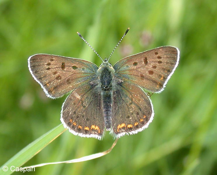 Lycaena tityrus (PODA, 1761)