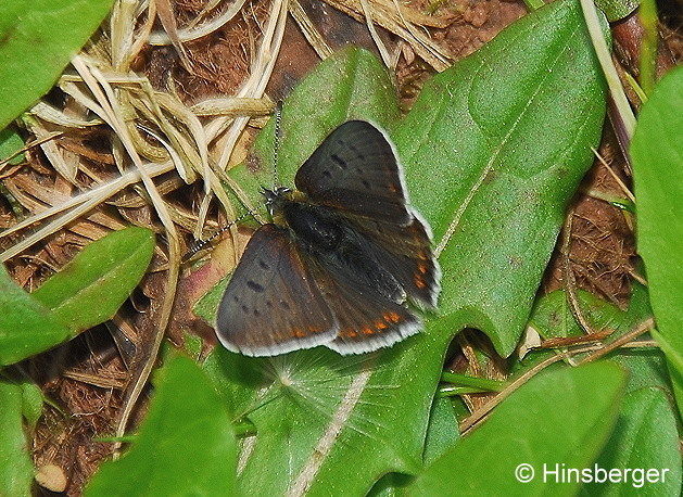 Lycaena tityrus (PODA, 1761)