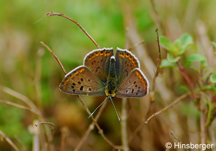 Lycaena tityrus (PODA, 1761)