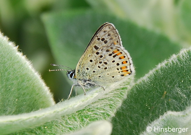 Lycaena tityrus (PODA, 1761)