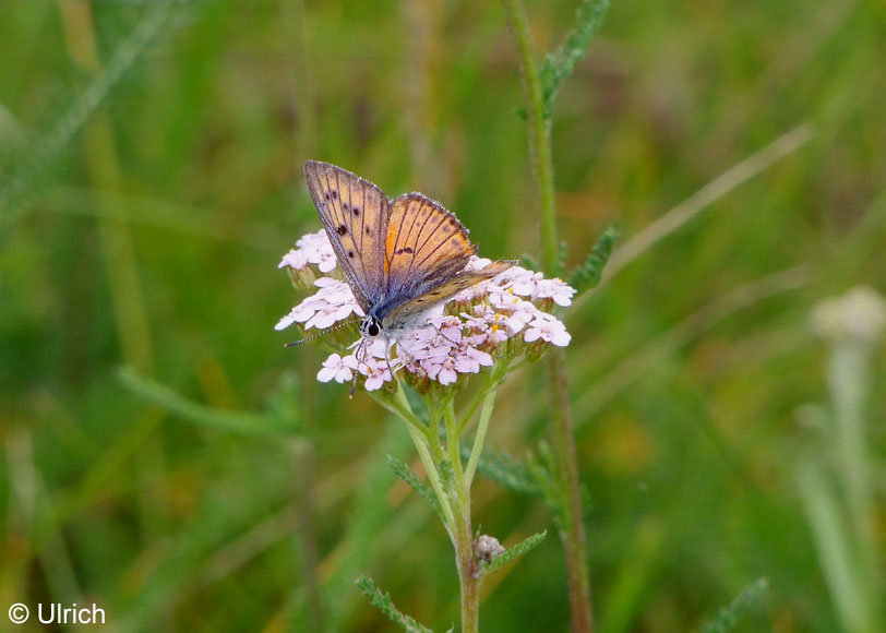 Lycaena alciphron (ROTTEMBURG, 1775)