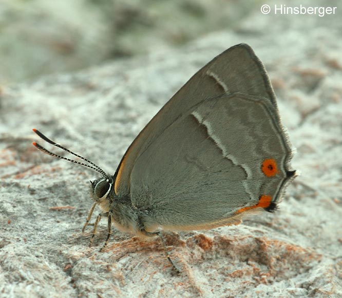 Neozephyrus quercus (LINNAEUS, 1758)