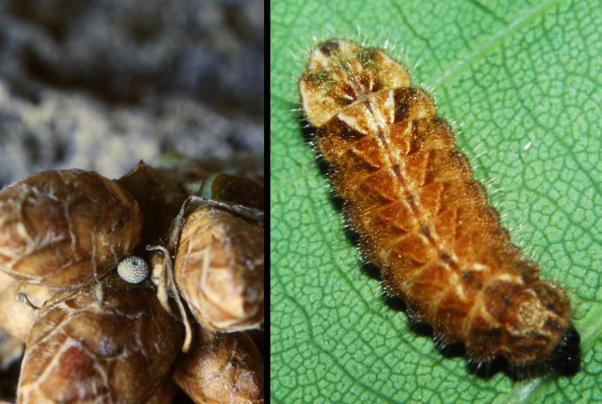 Neozephyrus quercus (LINNAEUS, 1758)