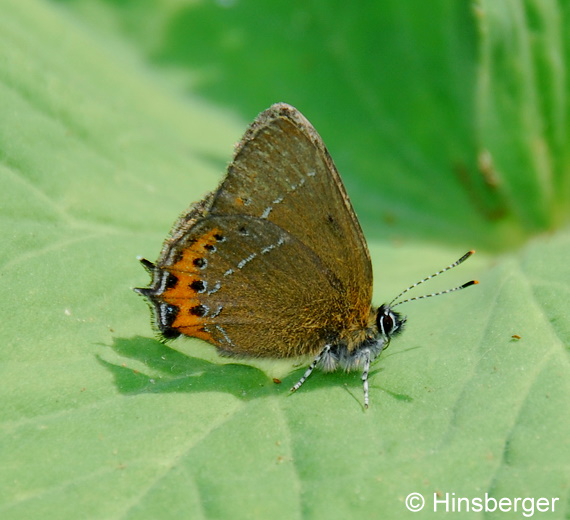 Satyrium pruni (LINNAEUS, 1758)