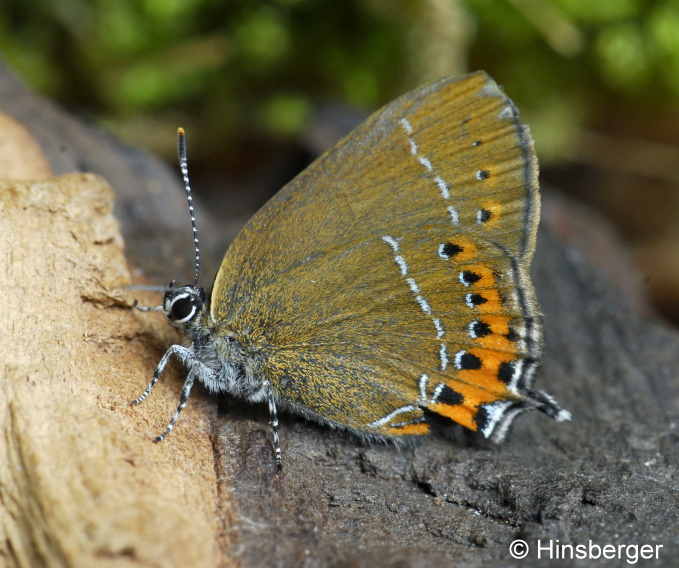 Satyrium pruni (LINNAEUS, 1758)