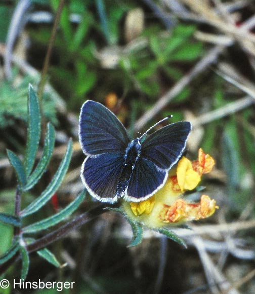 Cupido minimus (FUESSLY, 1775)