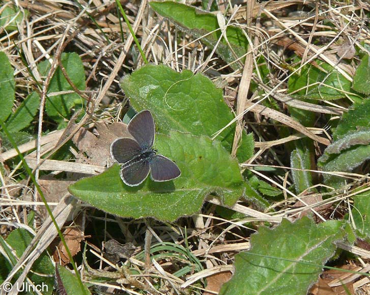 Cupido minimus (FUESSLY, 1775)