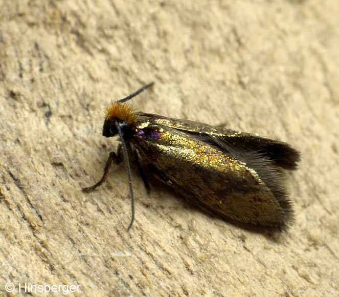 Micropterix aruncella (SCOPOLI, 1763)