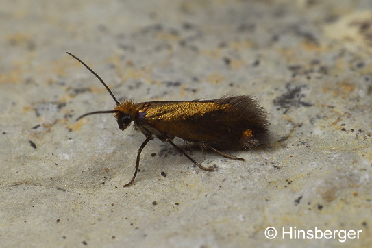 Micropterix aruncella (SCOPOLI, 1763)