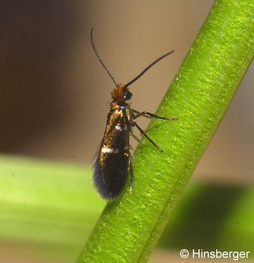 Micropterix aruncella (SCOPOLI, 1763)
